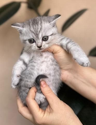 ordek sekilleri: Britan — 10