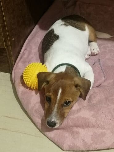 Cek rassel teryer, 10 ay, Dişi, Peyvəndli lalafo.az -da Cek rassel teryer, 10 ay, Dişi, Peyvəndli