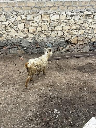 yerli keci: Qoyun-keçi təsərrüfatı üçün yerli keçi - Növ: Yerli uzun tüklü keçi - — 1