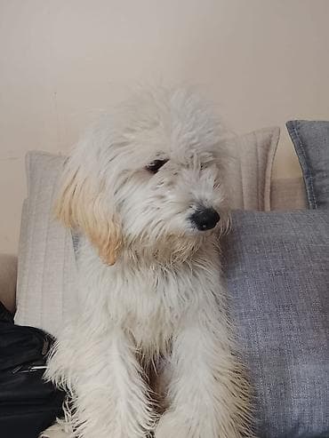 Pişiklər: Pudel. Ağ yumuşaq tüklü, Peyvendleri vurulub, Ev itidir. 6 aylıqdır — 2