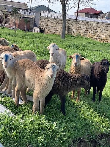Saxlanılmalı quzular satılır sağlam.18 başdı göy otdu yoncadı arpadı