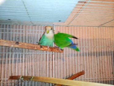 tuk tuk mmc: Nerazlucnik fişer ayrilmazlar maskvıy deyillər cütdu satılır hazır — 7