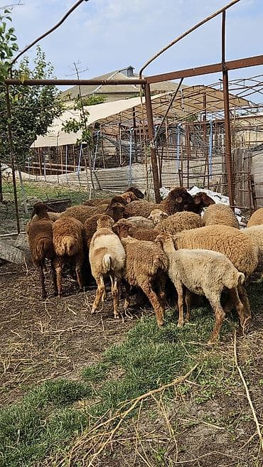 yetim quzu: Quzular 4,5,6 aylıqdı kom 200 - Şəkillərdəki yerli qarabaşa/yerli — 3