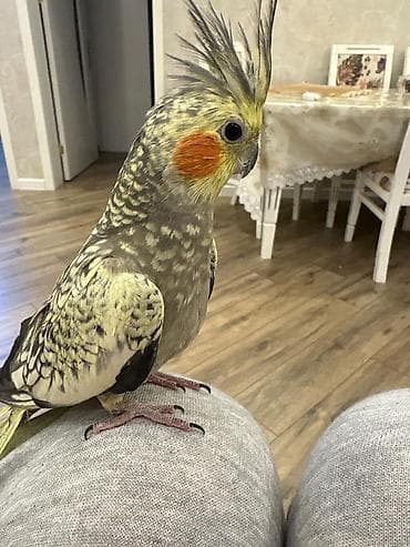 попугай корелла: Nimfa (Cockatiel) tutuquşu – gözəl ləkəli (perlə) rəng forması, başda — 2