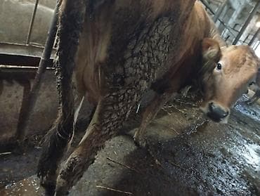 şvis inək: Salam gördüyünüz bu düyə birinci qarını dogub 20 gunluy Erkey balası — 2