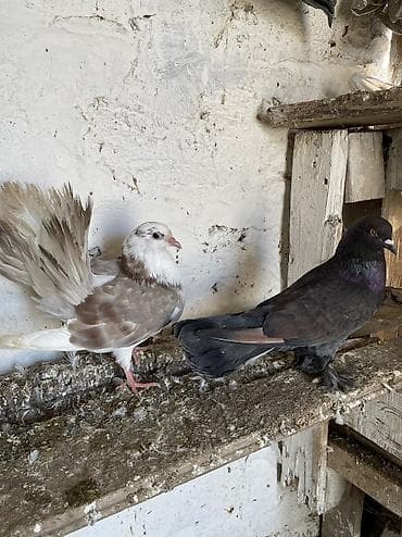 Balıqlar: Cütdülər erkek qara spartdi maya pavlindir. Cütü 15 manat — 2