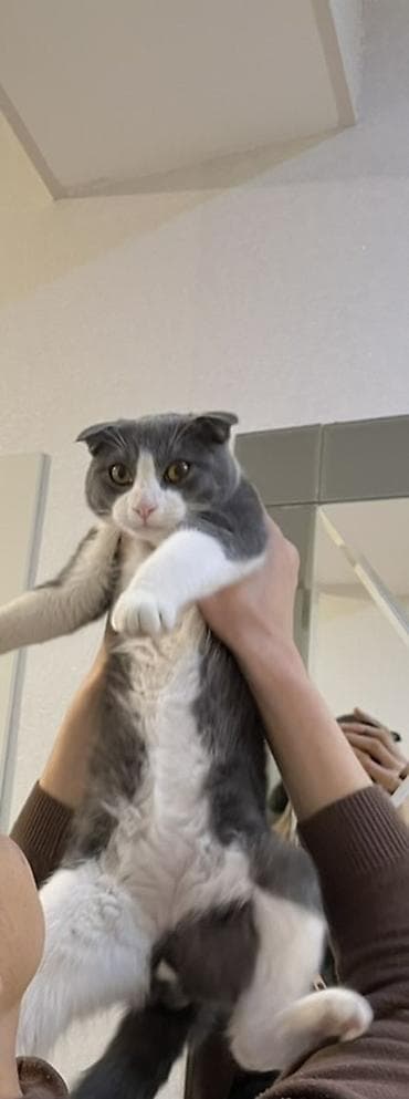 van pisiyi satilir: Şotland yastı qulaq, Erkək — 2