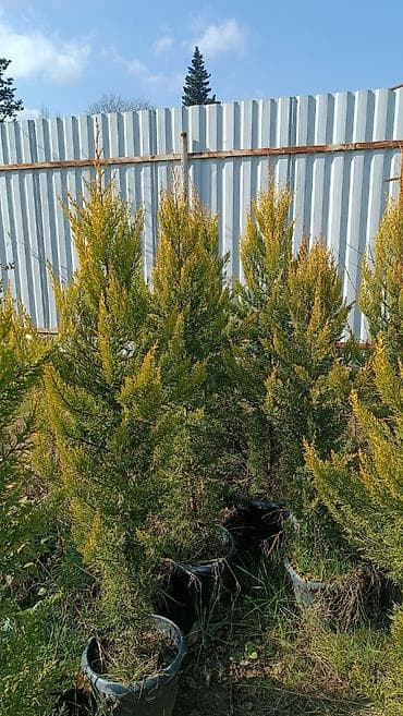 Лимонные елки 
высота 1.5+-
контейнерные