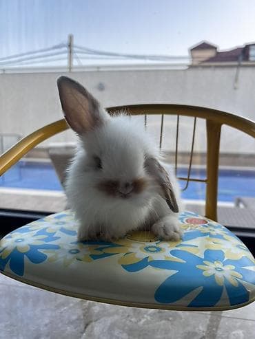 🐰 1 aylıq Safqan Holland Lop balası satılır ✅ 1 aylıqdır ✅ Safqan