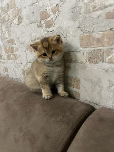 вислоухий кот цена: Şotland yastı qulaq — 4