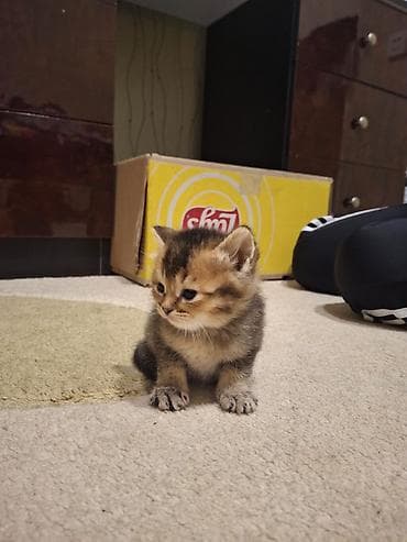 bala ordək: Ana Britan,Ata Şinşila pişik balaları - Cins: Brit və Şinşila (qısa — 5