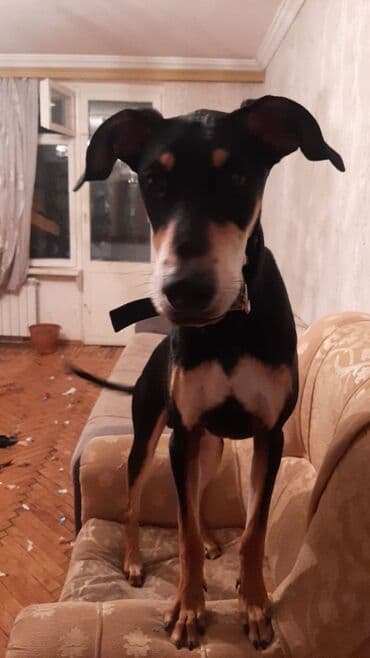 продам собаку объявление: 9 месяцев, Самец — 5