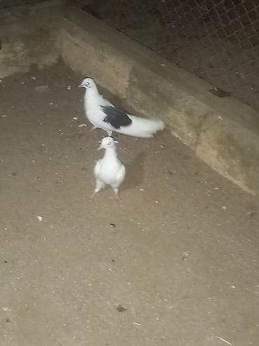 Quşlar: Salam 2 ədədi 25 manata çəplər — 4