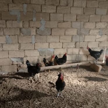 Dovşanlar: Xoruzlar satılır — 7