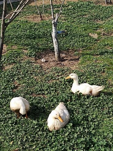 Orginal Pekin ördəyi