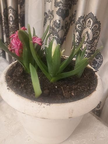 Orxideya! Sağlam orxideya gülü. 23 azn. Ağ, çəhrayi rənglər. 23 azn