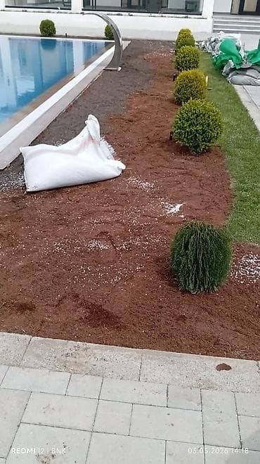 çəmən otu: Təbbi qazon danimarka enli yarpaq çatrlma xidməti,qurasdrma cidmeti — 4