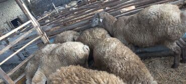 Hinduşka: Erkək, il: 1, 55 kq, Damazlıq, Ünvandan götürmə — 3