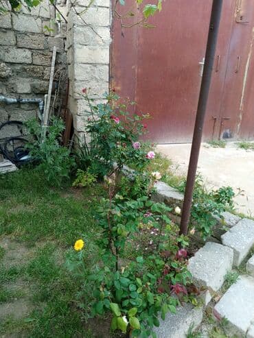 снять комнату в общежитии: Satilr: geniş və işıqlı otaq.2 otaq 1 zal metbex hamam ayaq yolu — 14