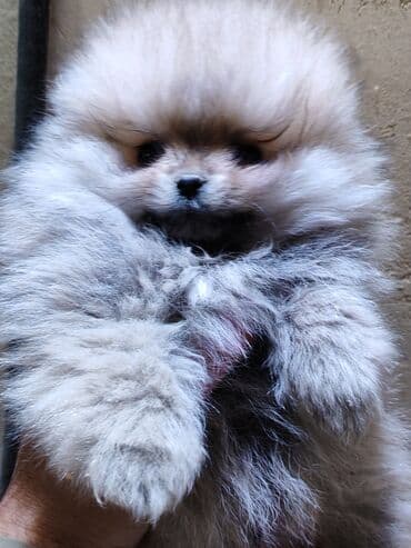 heyvan mağazası: Şpitz — 3