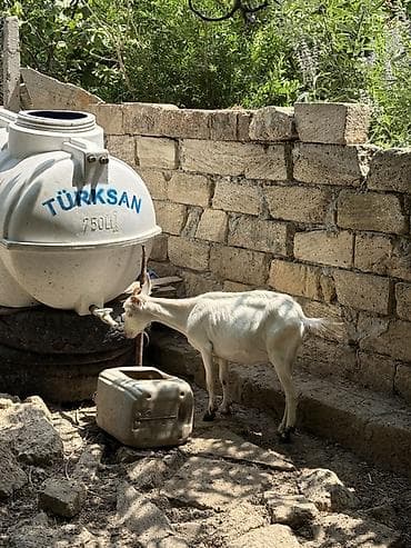 heyvan mal: Təmi qan balalı sanen keçisi satılır 1 ci balasıdı. Dişi balayala — 2