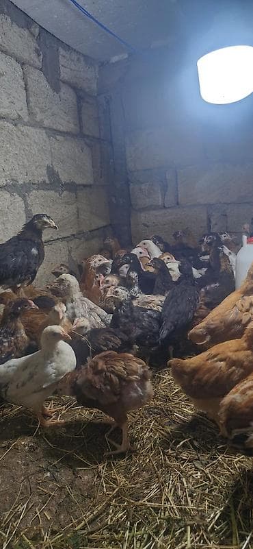 cücə: Toyuq cücələri, Ətlik, Ödənişli çatdırılma — 2