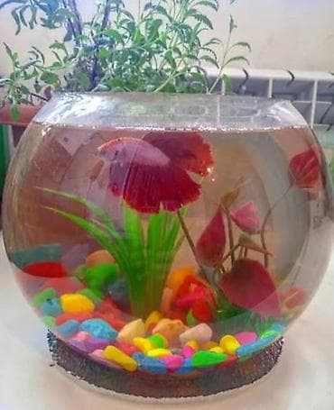 akva ayaqabılar: 🐠 Möhtəşəm Betta Dəsti – Hazır Komplekt 🐠 Evdə sakitlik və gözəllik — 1