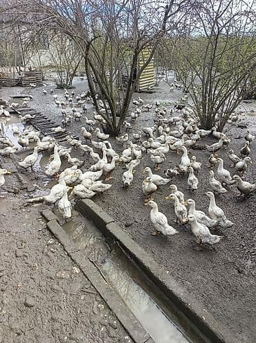 qax heyvan bazar: Təsərrüfat üçün ağ rəngli ördək cücələri və gənc ördəklər - Növlər — 3