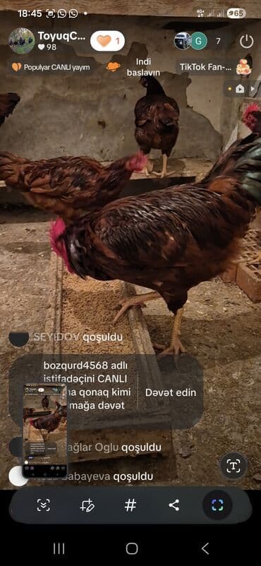 bakida cins ineklerin satisi: Курица, Для яиц — 8