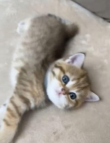 ragdoll pişik: Qızıl şinşilla, Erkək, Yaxşı əllərə, Ödənişli çatdırılma — 1
