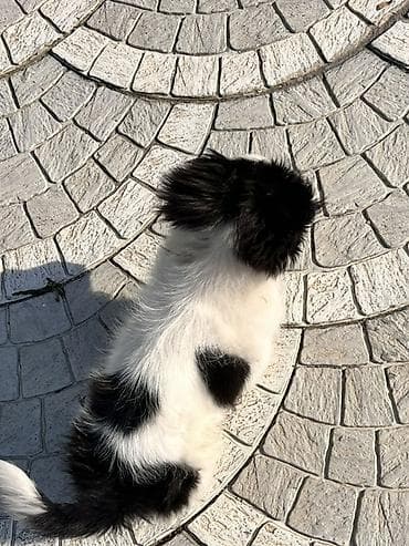 sabuncu heyvan bazari: Pekines, 4 ay, Erkek, Peyvəndli — 2