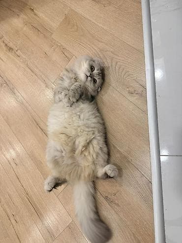 erkey quzular: Şinşilla, Dişi, Cütləşmə üçün — 2