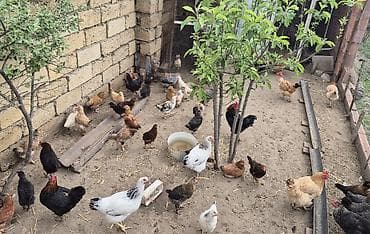 cucə yem qabı: Məhsul: Ev quşları (toyuq, xoruz və hind toyuğu/ferma quşları) — 6