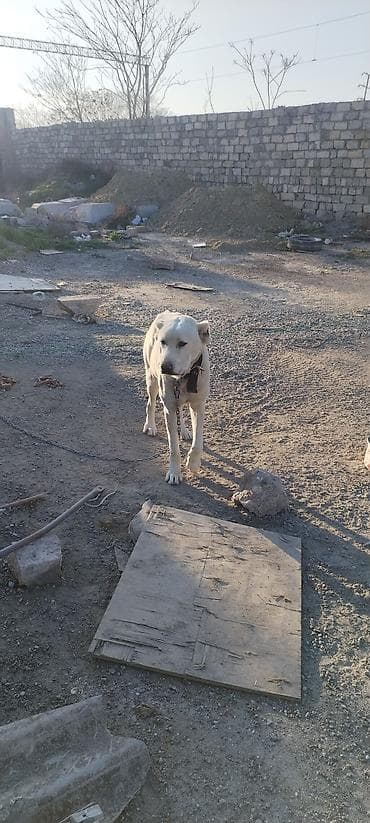 itlərin sekisi: Alabay, 2 il, Erkek — 4