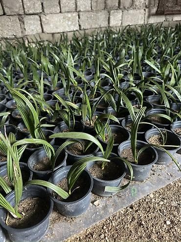 zefir bitkisi: Finik toxumu ve hazir qabda olan satılır 95 % cıxır . Xarici yaxşı — 5