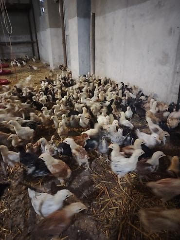 ucuz toyuq satisi: Toyuq cücələri, Ətlik — 1