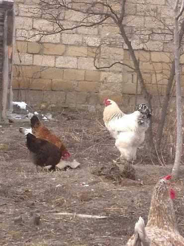 toyuqlar: Toyuq, Brama, Damazlıq, Ödənişli çatdırılma — 5