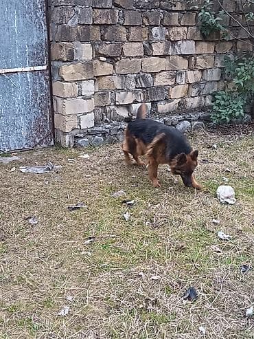 it parodaları: Alman çoban iti, 1 il, Dişi, Peyvəndli, Ödənişli çatdırılma — 5