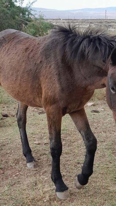 qizil baliq satisi: Satılır: at - Rəng: tünd qəhvəyi (qara yal və quyruq), alınında kiçik — 2