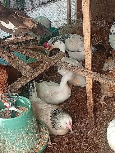 Heyvanlar: Salam Hövsan kənddə 118 nömrəli məktəbin yanında gelib heyvanlara — 3