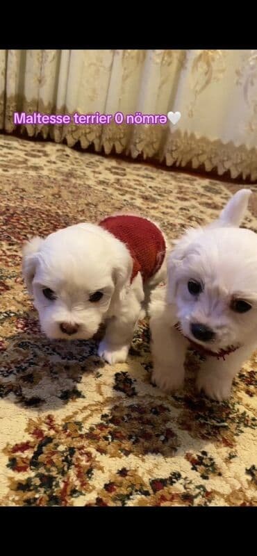 heyvanların cütləşməsi: Malta bolonka, Dişi — 2