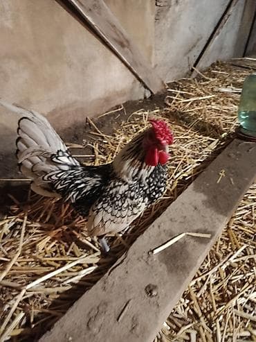 kənd toyuqu: Toyuq, Damazlıq — 1