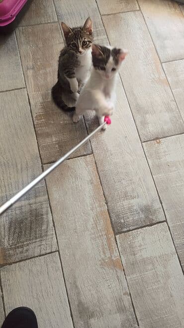 где можно купить котенка: В добрые руки — 2