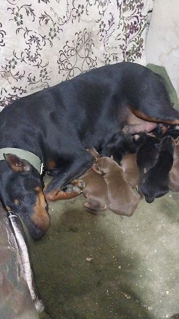 ev heyvanı: Doberman — 3