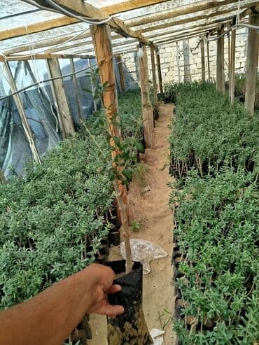 zeytun tingləri: Zeytun ağacı fidanları yaşıllaşdırma və bağçılıq üçün uyğundur. Bu — 1