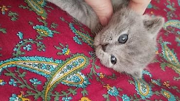 boz pişik cinsi: Boz tüklü balaca pişik – yumşaq, qısa və sıx kürkü, mavi-boz gözləri — 3