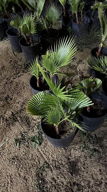 agac tingleri: Traxikarpus (Trachycarpus fortunei) xurma palmaları – qara plastik — 3