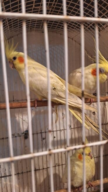кольчатый попугай цена: Karella iki ədəd bir dişi bir erkək təmiz dağistan sortudur xahiş — 2
