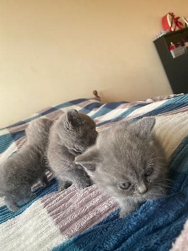 Pişiklər: Boz tüklü balaca pişik balaları - Rəng: bərabər, vahid tünd-boz — 2