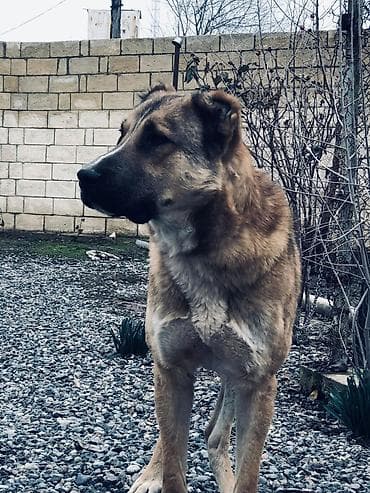 С/х животные и товары: 1 год, Самец, С прививками, Самовывоз — 2